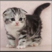 scottish-fold